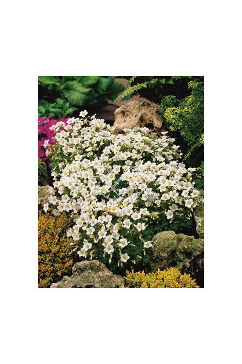 Skalnica arendsa 'Rockies White' Saxifraga x arendsii