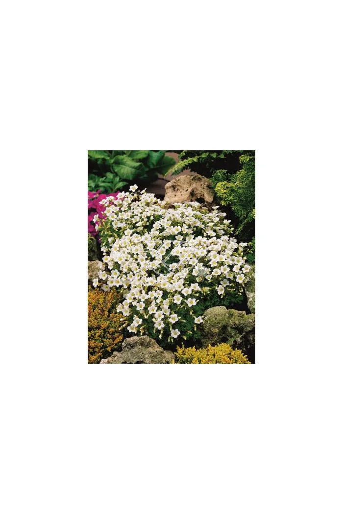 Skalnica arendsa 'Rockies White' Saxifraga x arendsii