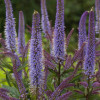 Przetacznikowiec wirginijski 'Cupid' | Veronicastrum virginicum
