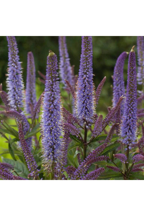Przetacznikowiec wirginijski 'Cupid' | Veronicastrum virginicum