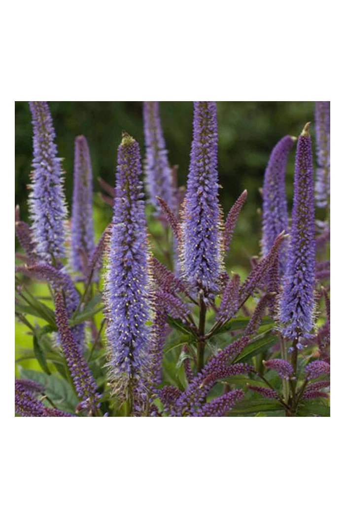 Przetacznikowiec wirginijski 'Cupid' | Veronicastrum virginicum