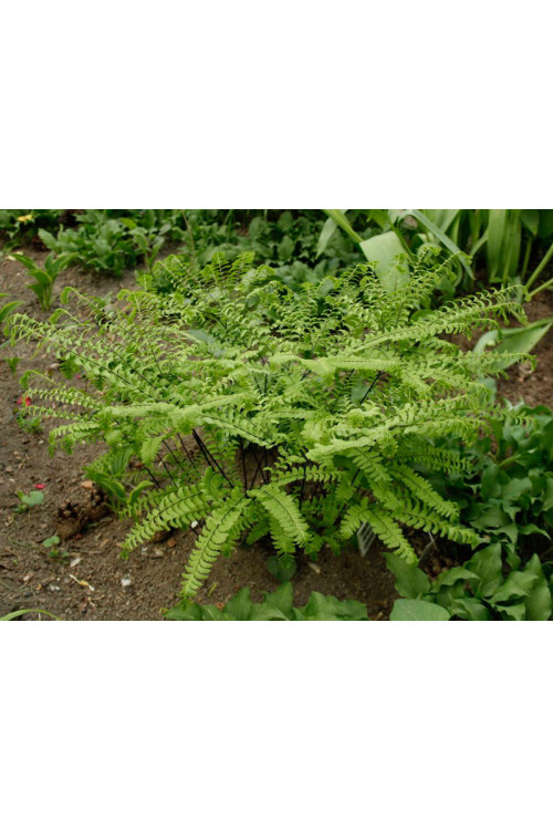 Adiantum stopowate 'Imbricatum' | Adiantum pedatum