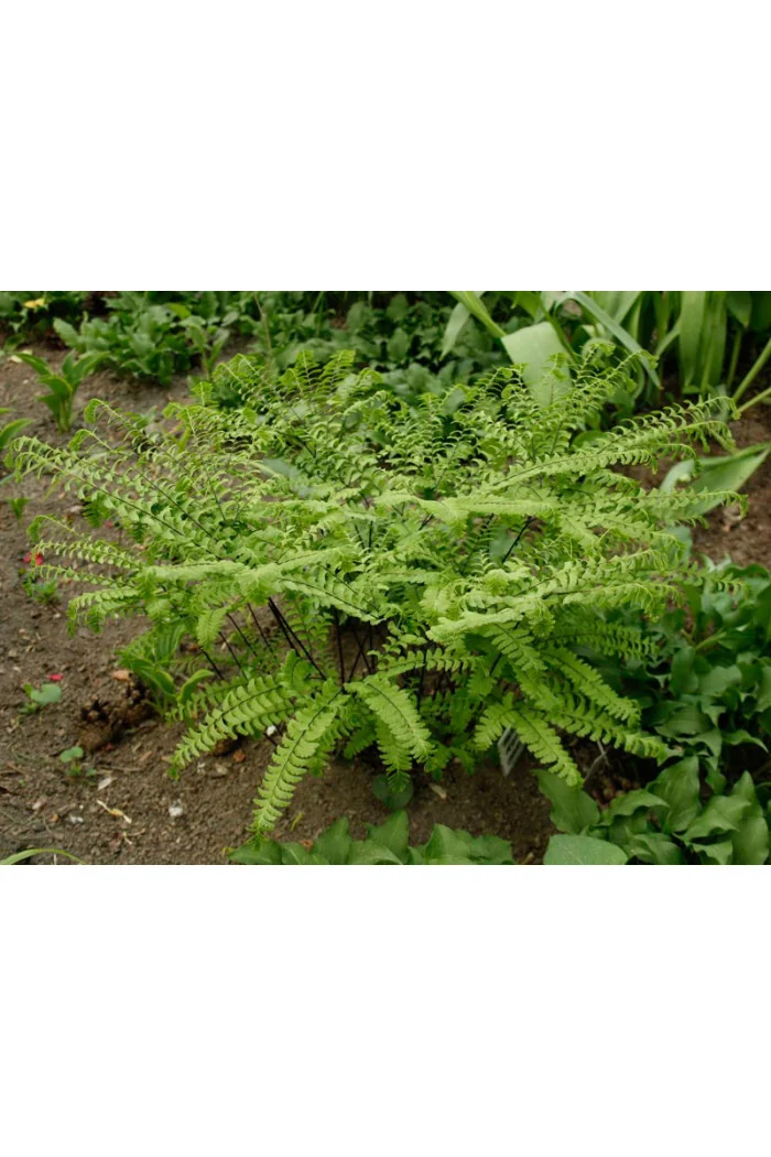 Adiantum stopowate 'Imbricatum' | Adiantum pedatum