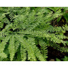 Adiantum stopowate 'Imbricatum' | Adiantum pedatum