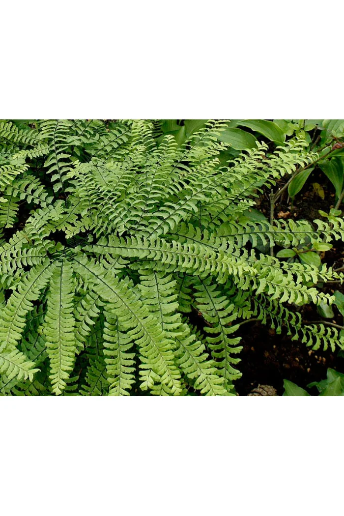 Adiantum stopowate 'Imbricatum' | Adiantum pedatum
