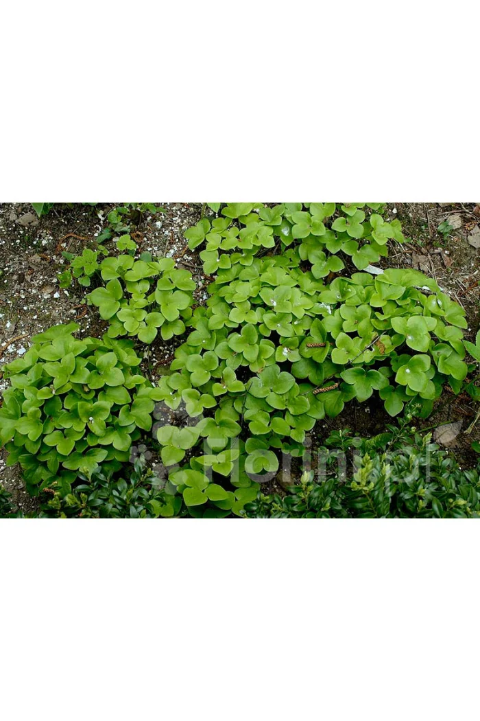 Przylaszczka Hepatica nobilis