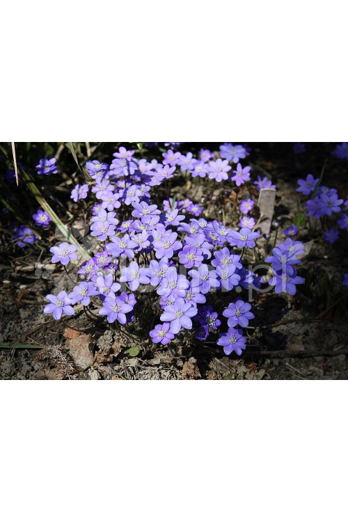 Przylaszczka Hepatica nobilis