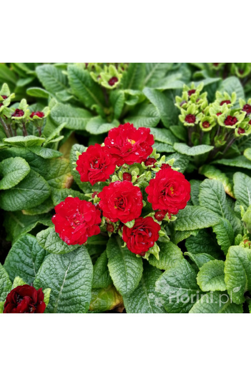 Pierwiosnek 'Belarina® Valentine' | Primula