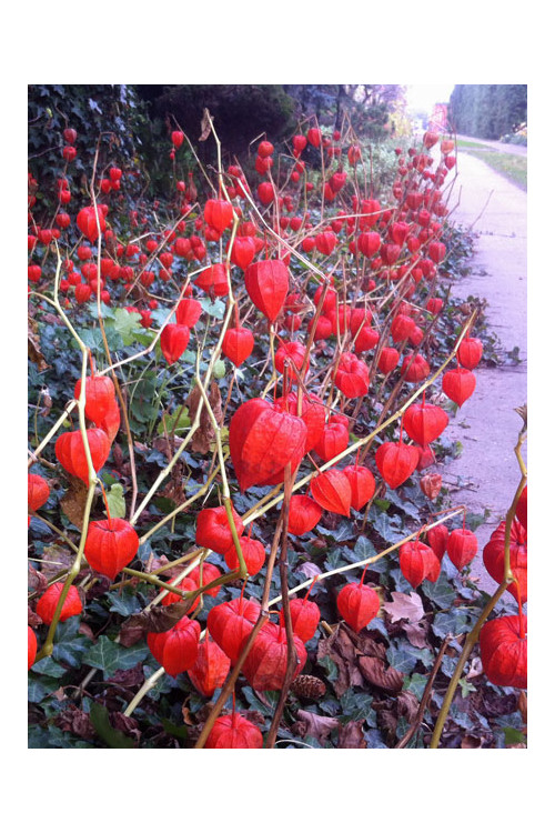 Miechunka 'Franchetta' | Physalis