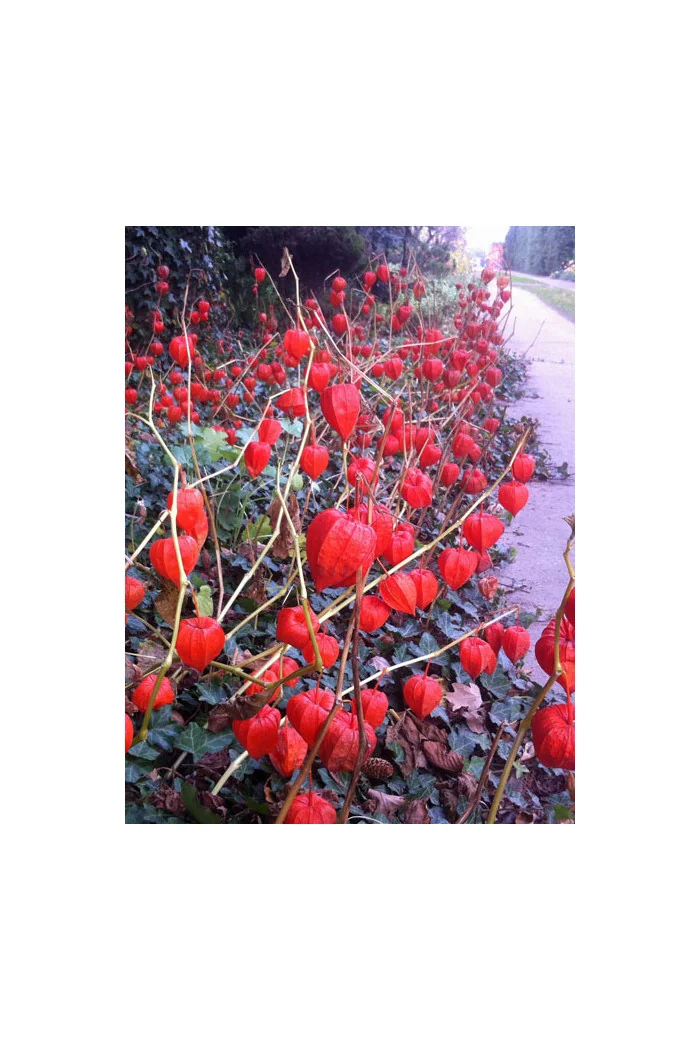 Miechunka 'Franchetta' | Physalis