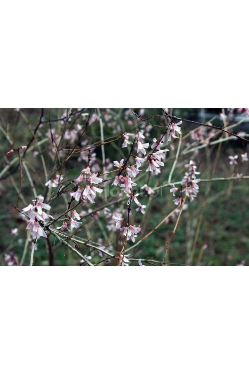Abeliophyllum koreańskie 'Roseum' | Abeliophyllum distichum