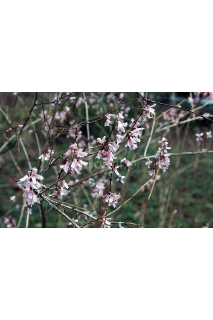 Abeliophyllum koreańskie 'Roseum' | Abeliophyllum distichum