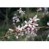 Abeliophyllum koreańskie 'Roseum' | Abeliophyllum distichum
