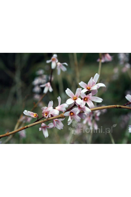 Abeliophyllum koreańskie 'Roseum' | Abeliophyllum distichum