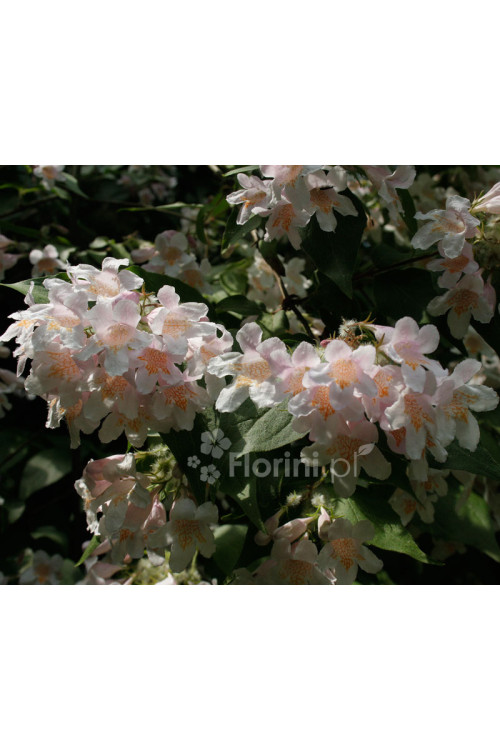 Kolkwicja chińska 'Pink Cloud' Kolkwitzia amabilis