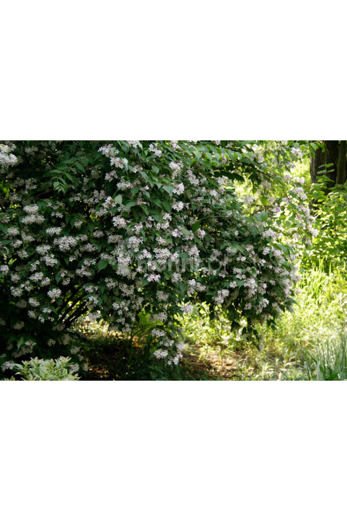 Kolkwicja chińska 'Pink Cloud' Kolkwitzia amabilis