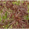 Klon palmowy 'Atropurpureum'| Acer palmatum