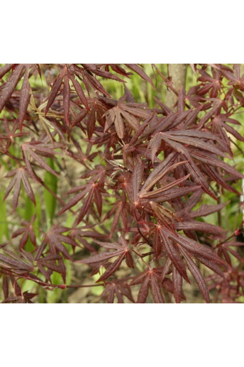 Klon palmowy 'Atropurpureum'| Acer palmatum