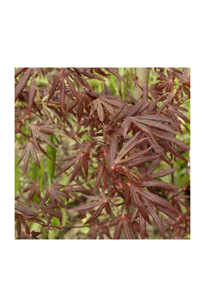 Klon palmowy 'Atropurpureum'| Acer palmatum