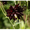 Orlik 'Black Barlow' | Aquilegia hybrida