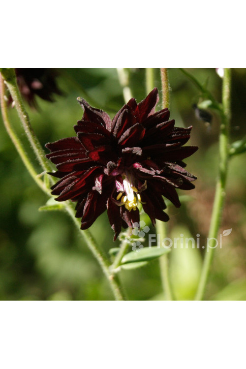 Orlik 'Black Barlow' | Aquilegia hybrida
