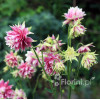 Orlik 'Nora Barlow' | Aquilegia vulgaris