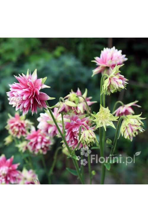 Orlik 'Nora Barlow' | Aquilegia vulgaris