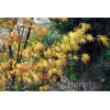 Klon palmowy 'Orange Dream' | Acer palmatum