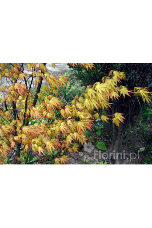 Klon palmowy 'Orange Dream' | Acer palmatum