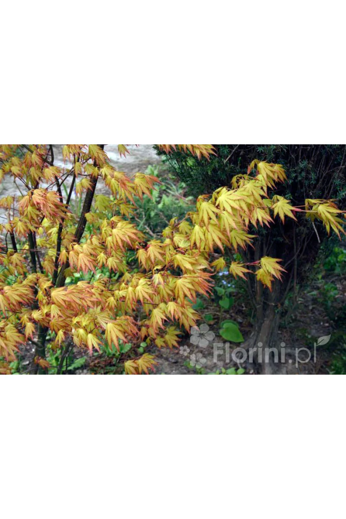 Klon palmowy 'Orange Dream' | Acer palmatum