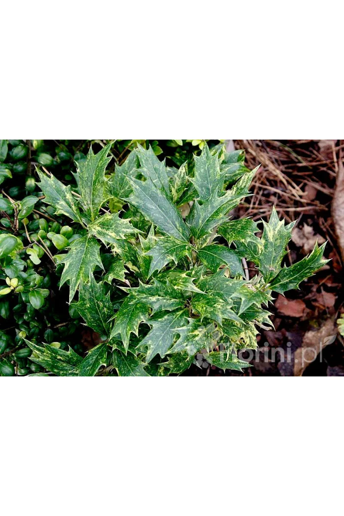 Osmanthus 'Goshiki' Osmanthus heterophyllus