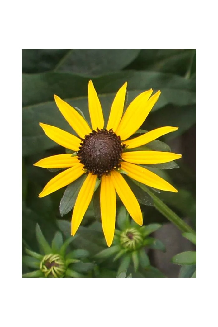 Rudbekia 'Little Goldstar' | Rudbeckia fulgida
