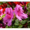 Azalia japońska 'Konigstein' | Azalea japonica