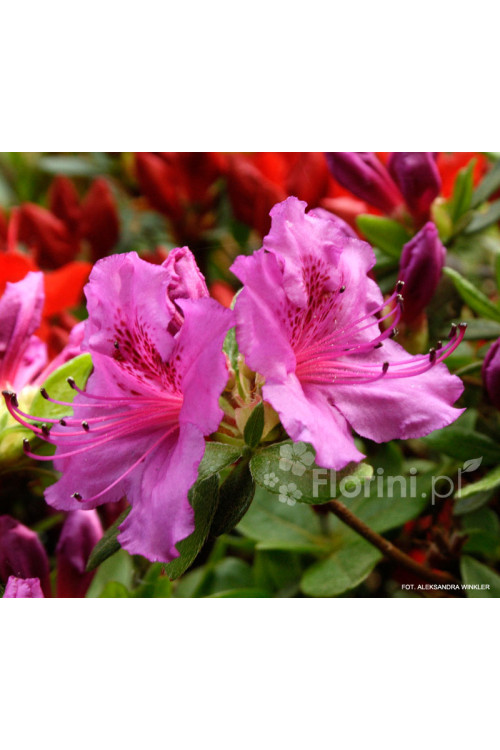 Azalia japońska 'Konigstein' | Azalea japonica