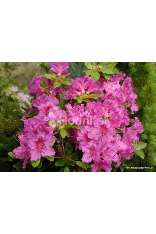Azalia japońska 'Konigstein' | Azalea japonica
