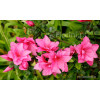 Azalia japońska 'Melina'| Azalea japonica