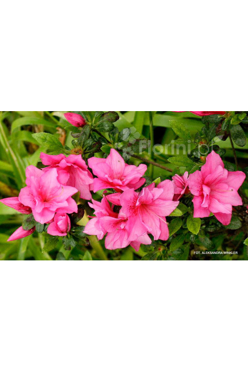 Azalia japońska 'Melina'| Azalea japonica