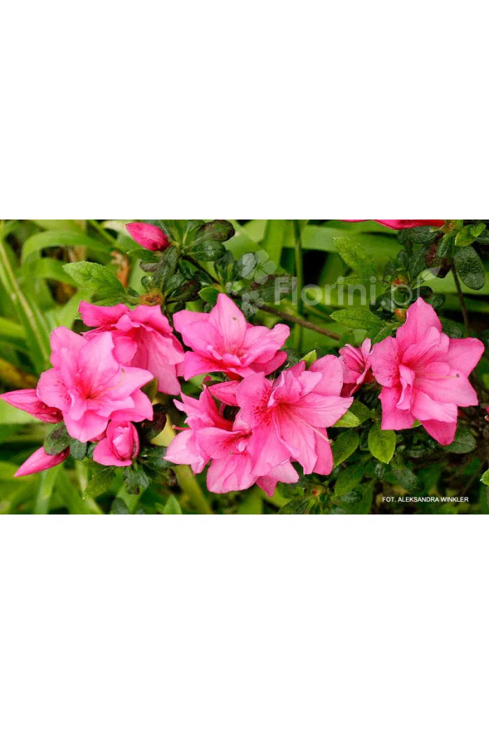 Azalia japońska 'Melina'| Azalea japonica
