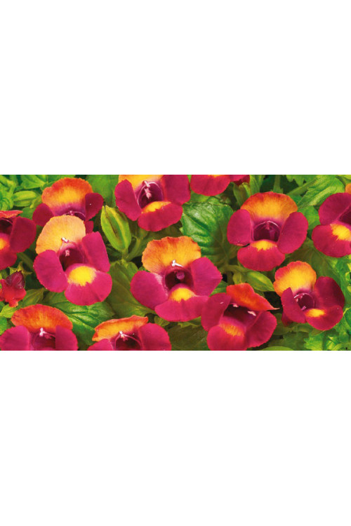 Torenia