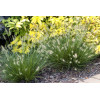 Rozplenica japońska 'Little Bunny' | Pennisetum