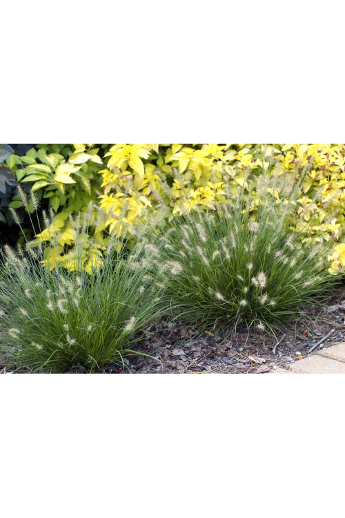 Rozplenica japońska 'Little Bunny' | Pennisetum
