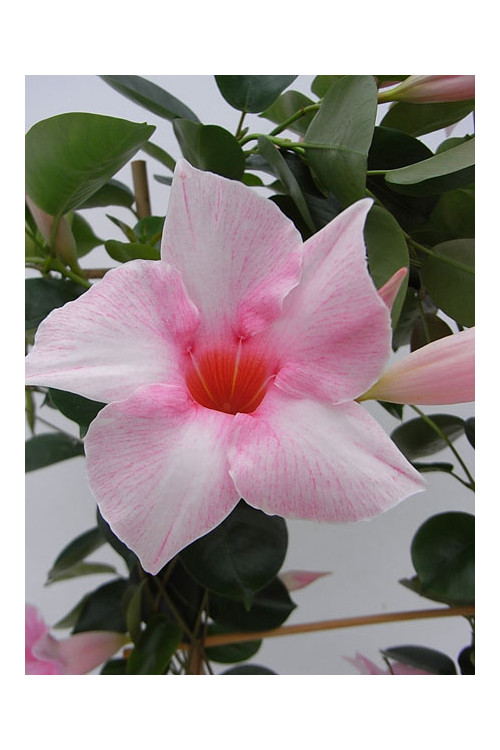 Sundaville 'Cream Pink' | Sundaville