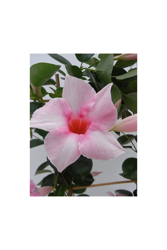 Sundaville 'Cream Pink' | Sundaville