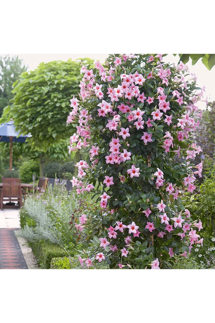 Sundaville 'Cream Pink' | Sundaville