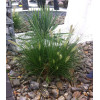 Rozplenica japońska 'Little Bunny' | Pennisetum