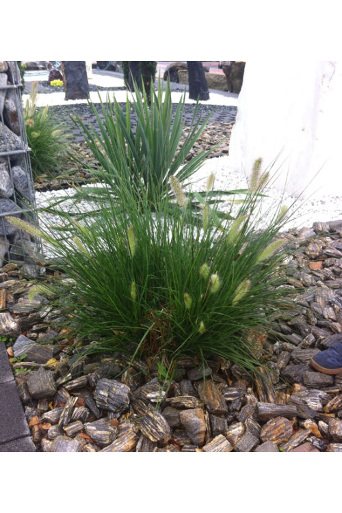 Rozplenica japońska 'Little Bunny' | Pennisetum