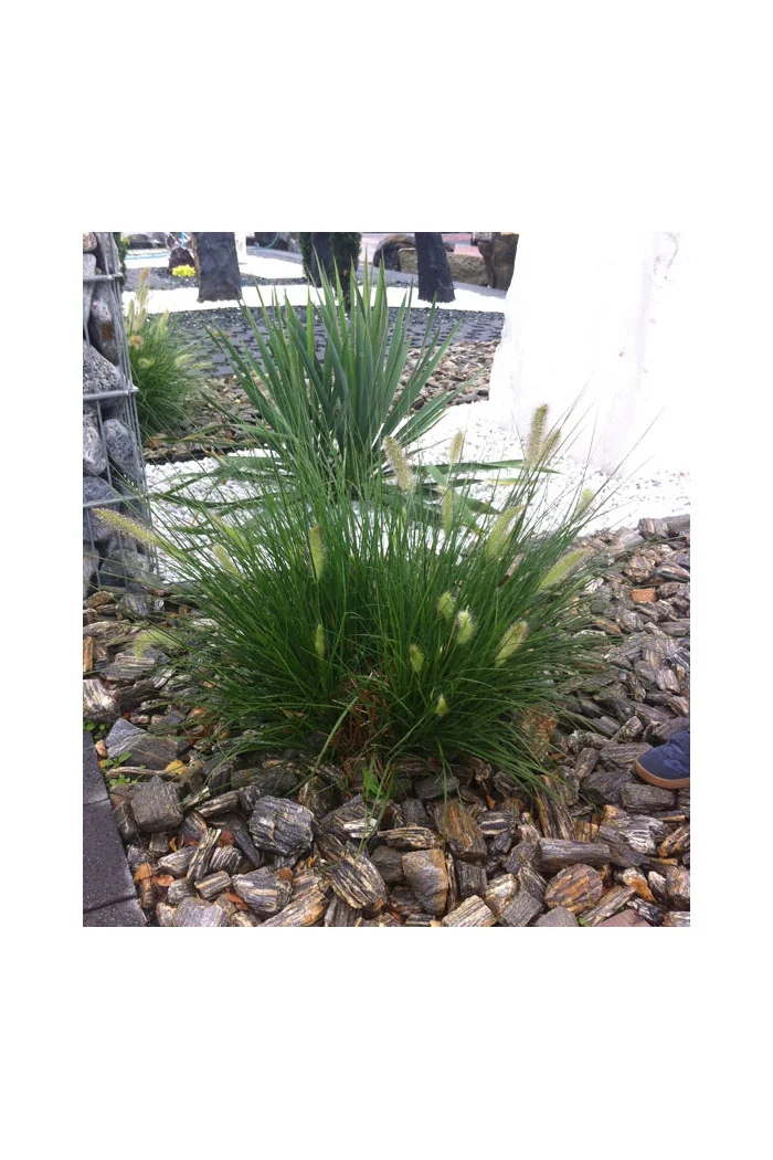 Rozplenica japońska 'Little Bunny' | Pennisetum