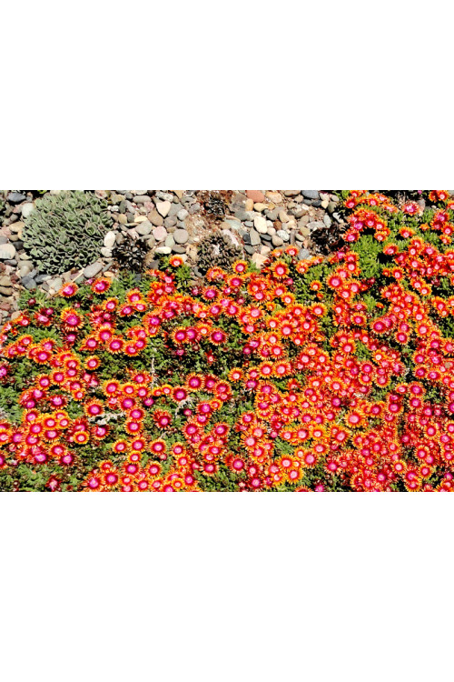 Słonecznica 'Fire Spinner'