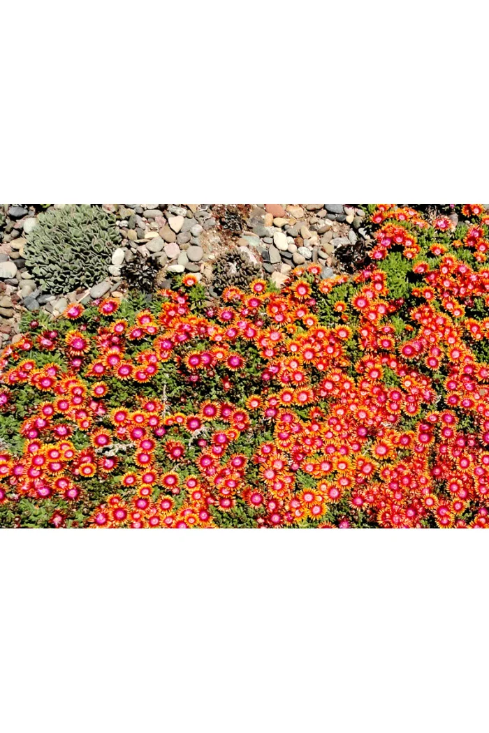 Słonecznica 'Fire Spinner'