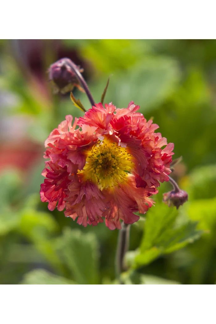 Kuklik 'Bohema Pink' | Geum